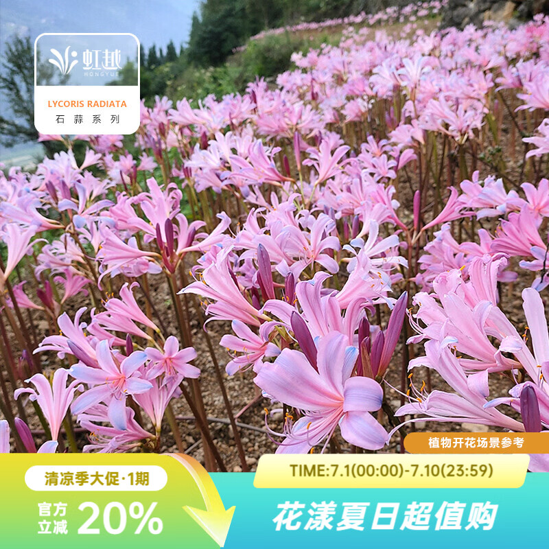 虹越2026石蒜种球 庭院花园多年生曼珠沙华彼岸花球根花卉种球HN 【10球】粉蓝石蒜(换锦花) (周长8+cm)