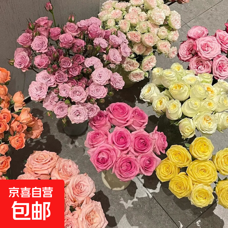 【冷链发货】玫瑰鲜花单头玫瑰云南鲜花基地直供稀有品种居家水养 随机品牌玫瑰30枝