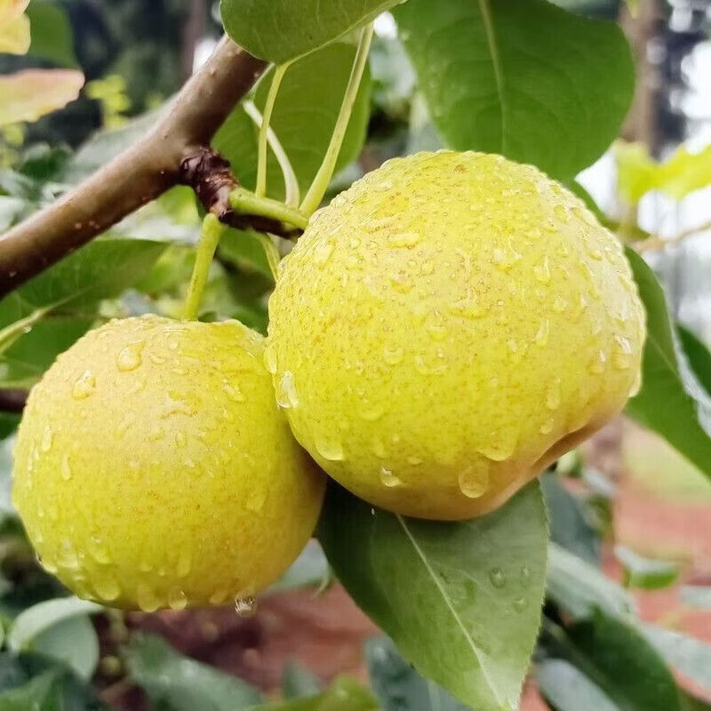 格沃斯(GEWOSI)云南丁香梨蜂糖梨小个纯甜应季新款水果批发梨子超市水果生鲜 丁香梨中果1斤装