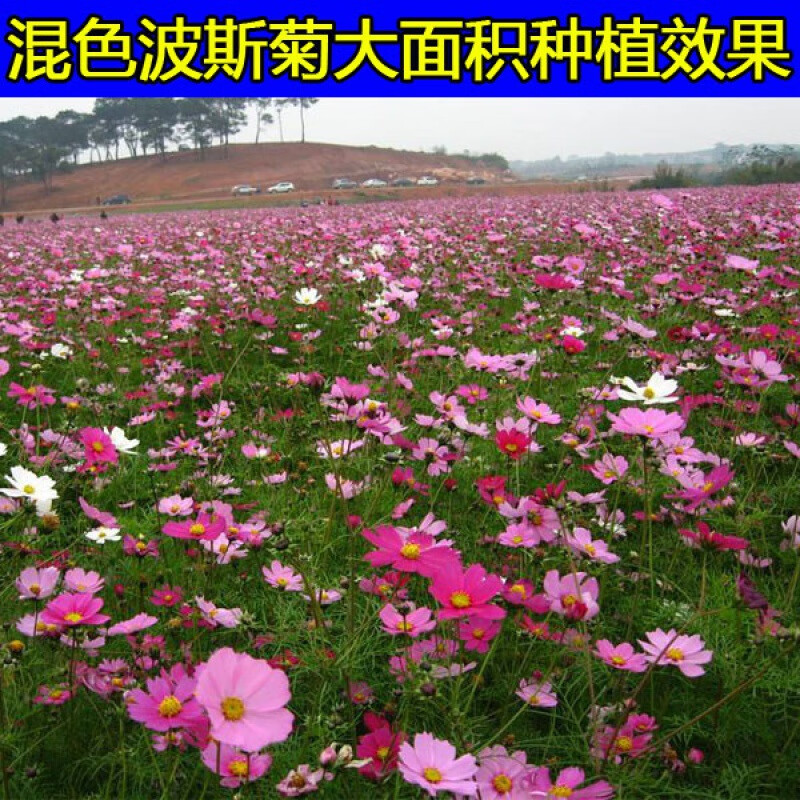 欧悟 波斯菊花种子 易活四季播种开花格桑花花籽开花不断 室外道路
