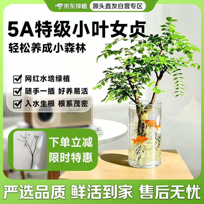 京东绿植小叶女贞水培植物造型老桩鲜切室内绿植桌面水养50cm2枝源头直发