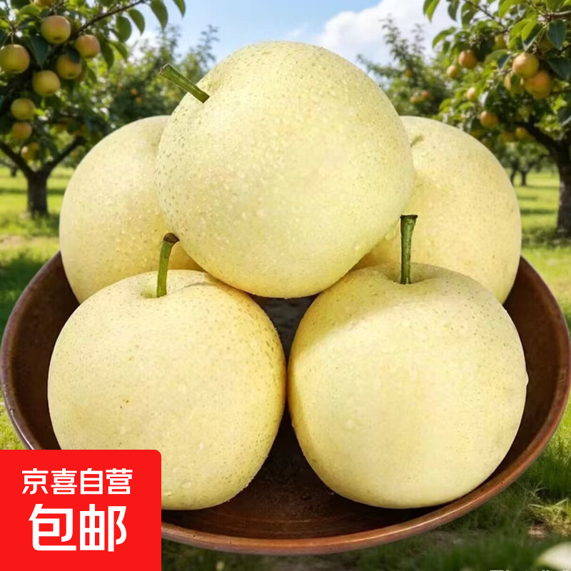 京喜加河北正宗黄冠梨【京严选】青梨直发小吊梨汤冰糖梨润肺佳品 带箱2斤[净重1.6斤]单果150g 冰糖雪梨 果园直发 京东快递