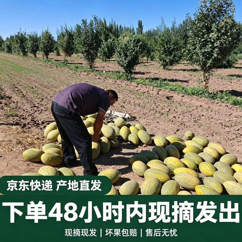 新疆伽师县八六王伽师瓜 产地现摘现发脆甜网纹甜瓜当季新鲜水果 13-16斤顺丰发货