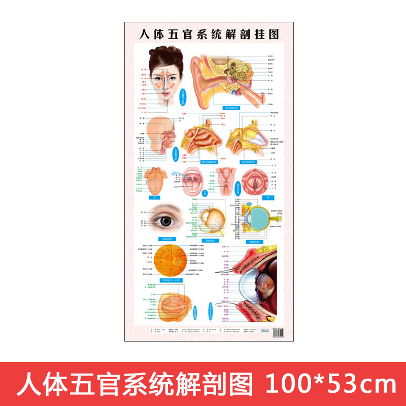 人体五官系统解剖挂图西医挂图商品尺寸100*53厘米