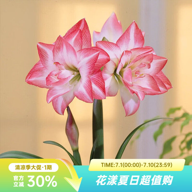 虹越（HONGYUE）进口朱顶红种球秘鲁朱裸球 阳台花园地栽盆栽多年生球根花卉 【进口球】花孔雀（34/36）