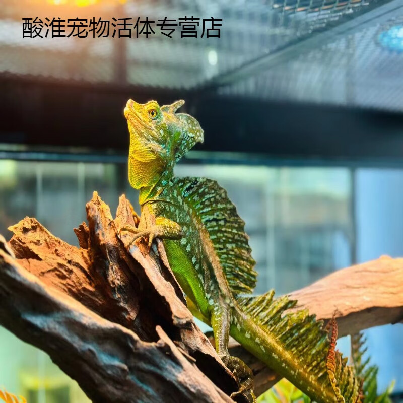 双冠斑帆蜥高龙冠蜥变色温顺不咬人幼体活宠蜥蜴攀爬树藤异宠专用