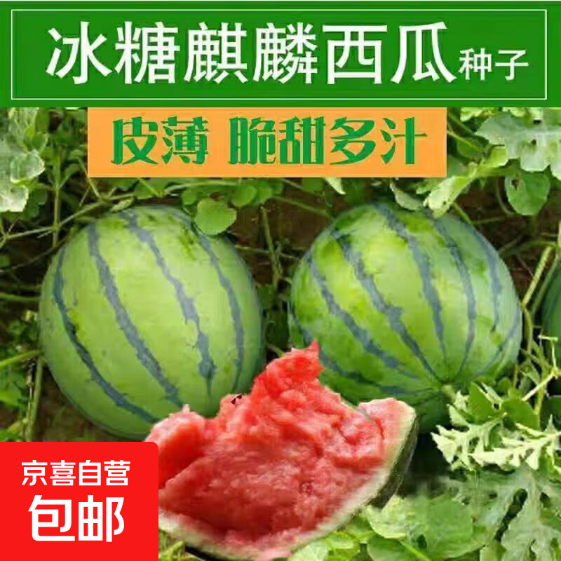 【亏本冲量】西瓜种子西瓜阳台盆栽农家田园瓜种大全各种各样 冰糖麒麟西瓜种子1包约50粒