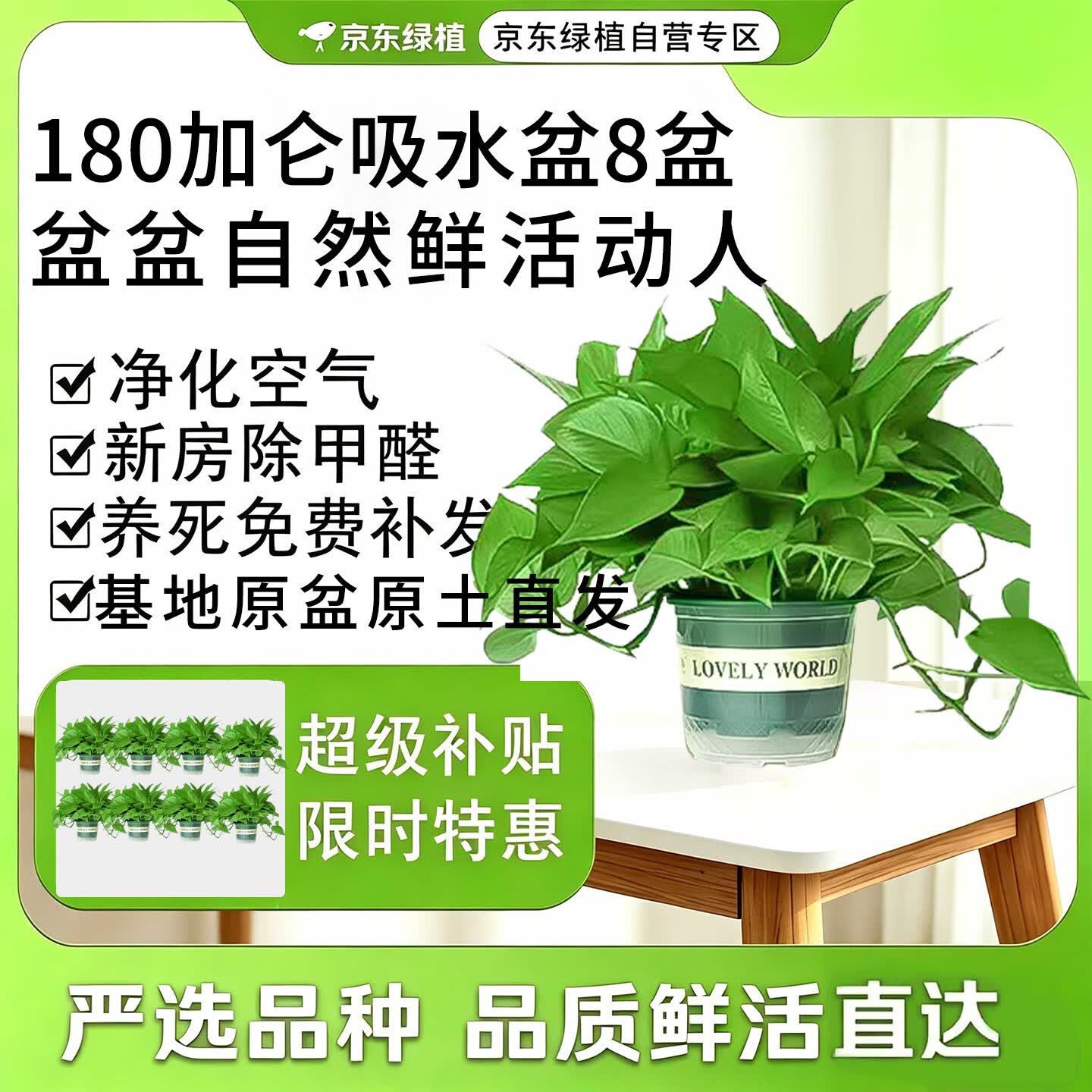 京东绿植绿萝盆栽除甲醛花卉绿植办公室180款加仑自吸水盆8盆装源头直发