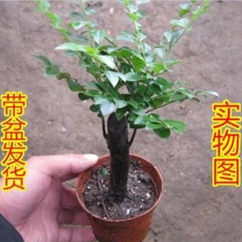 小叶紫檀盆景树桩老树桩小树苗特价批发盆栽苗圃直供 30厘米盆栽苗(独