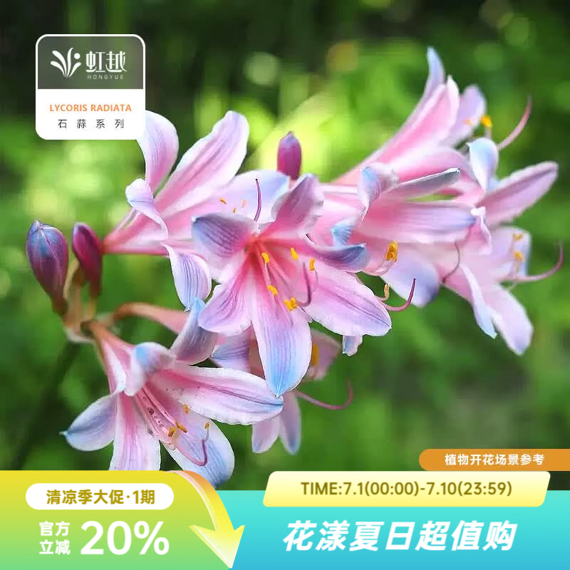 虹越2026石蒜种球 庭院花园多年生曼珠沙华彼岸花球根花卉种球HN 【5球】粉蓝石蒜(换锦花) (周长8+cm)