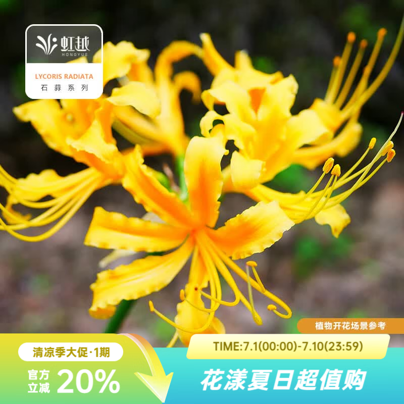 虹越2026石蒜种球 庭院花园多年生曼珠沙华彼岸花球根花卉种球HN 【5球】忽地笑 (周长12-14cm)