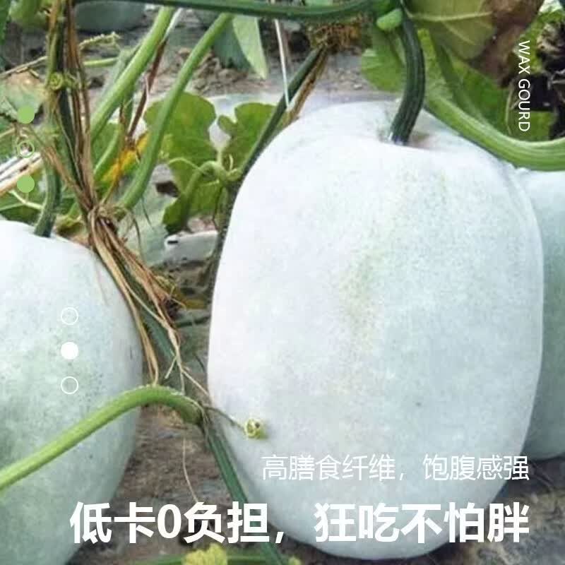 莎凰河南小冬瓜 新鲜现摘蔬菜迷你水果冬瓜 火锅煲汤炒菜产地直发 6斤 净重6斤-7斤