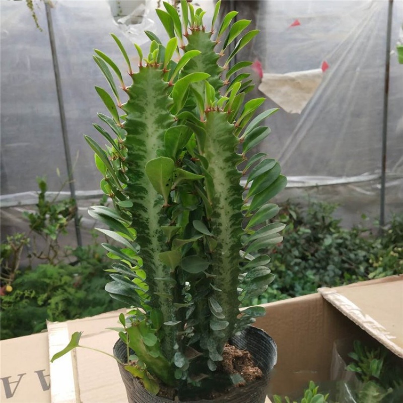 素蜜紫红龙骨多肉仙人掌科室内盆栽植物 青龙骨 不含盆