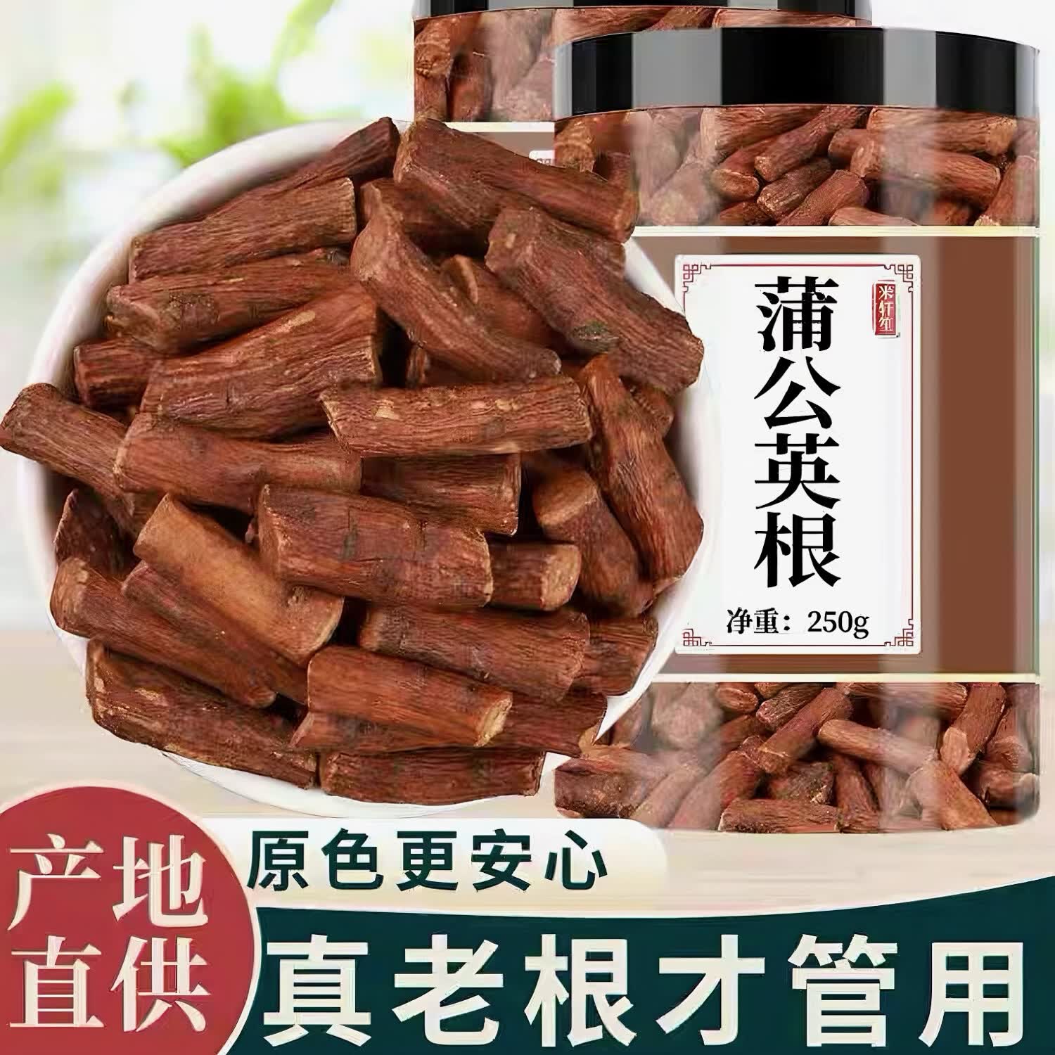 蒲公英特级无熏硫蒲公英根人工筛选去除细碎根段完整粗根干净无杂质 当日发货蒲公英根 500g*1袋