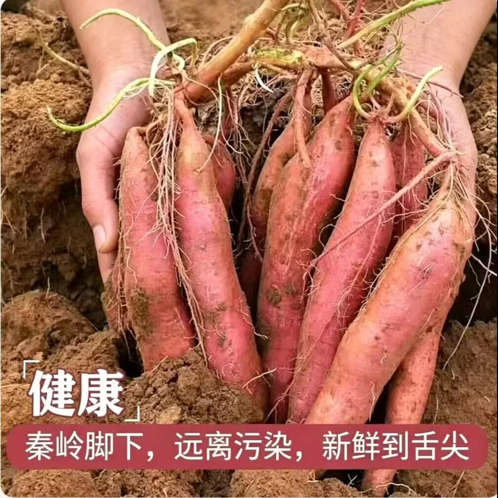 林大馋陕西正宗新鲜板栗红薯蜜薯 现挖粉糯番薯地瓜 粉面薄皮香甜糯蔬菜 5斤精选中果【净4.7斤起】单果125g起 粉糯香甜秦薯5号 秦岭产地直发-普通人没吃过的品种
