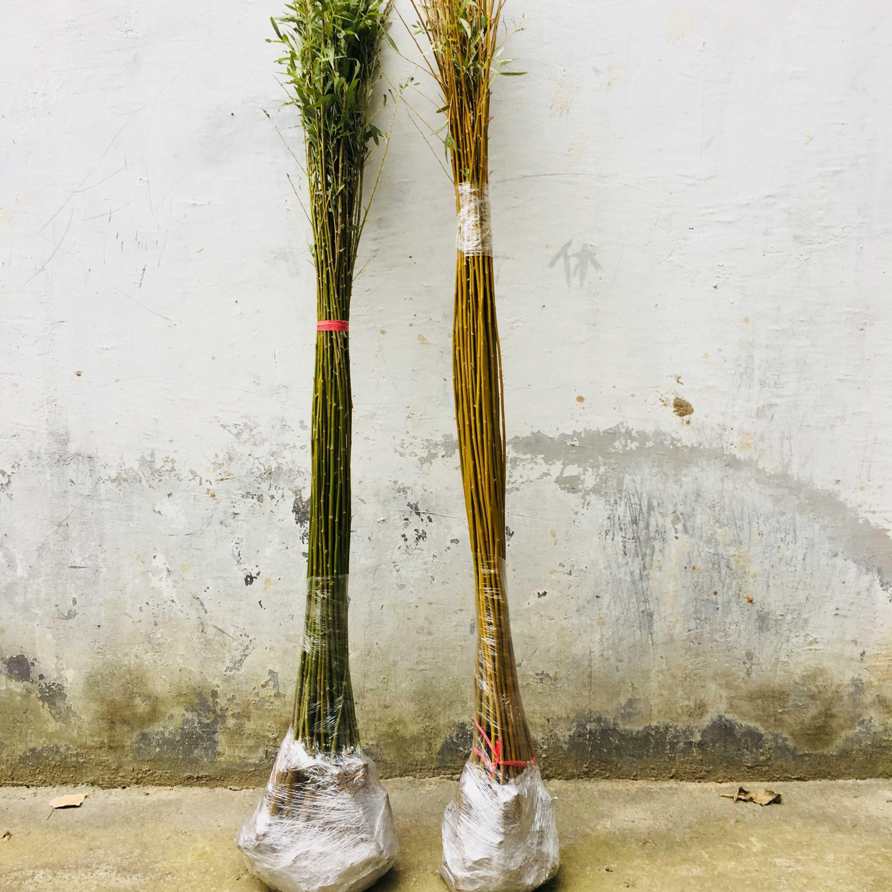 辰语柳树苗垂柳苗速生竹柳树苗垂柳小苗养金蝉柳树苗河边道路农田种植