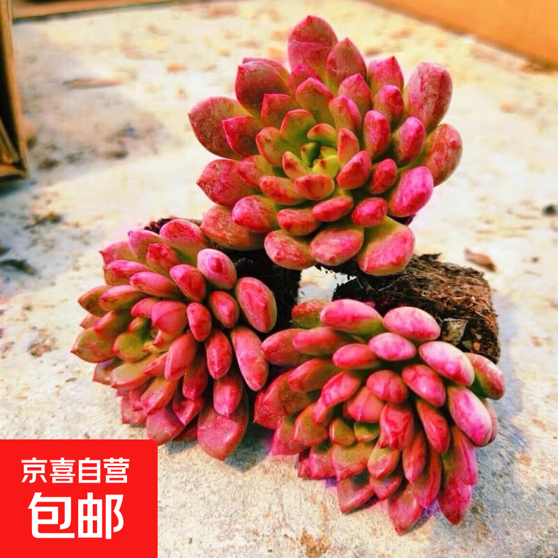 招财钱串吸财树多肉植物办公室桌面绿植盆栽花卉新手好养 【传统国学红红火火】红宝石3颗