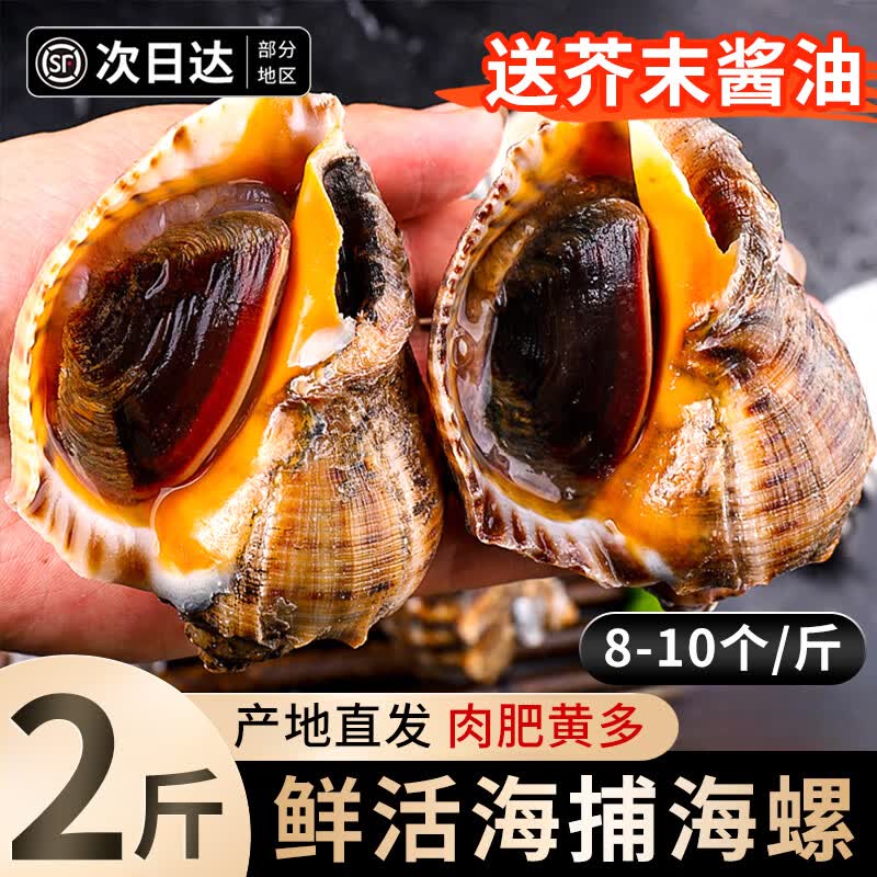 百库【鲜活发货】特大海螺肉肥新鲜海捕响螺大号带黄贝类海鲜水产 海捕海螺 1000g （8-10个/斤）净重