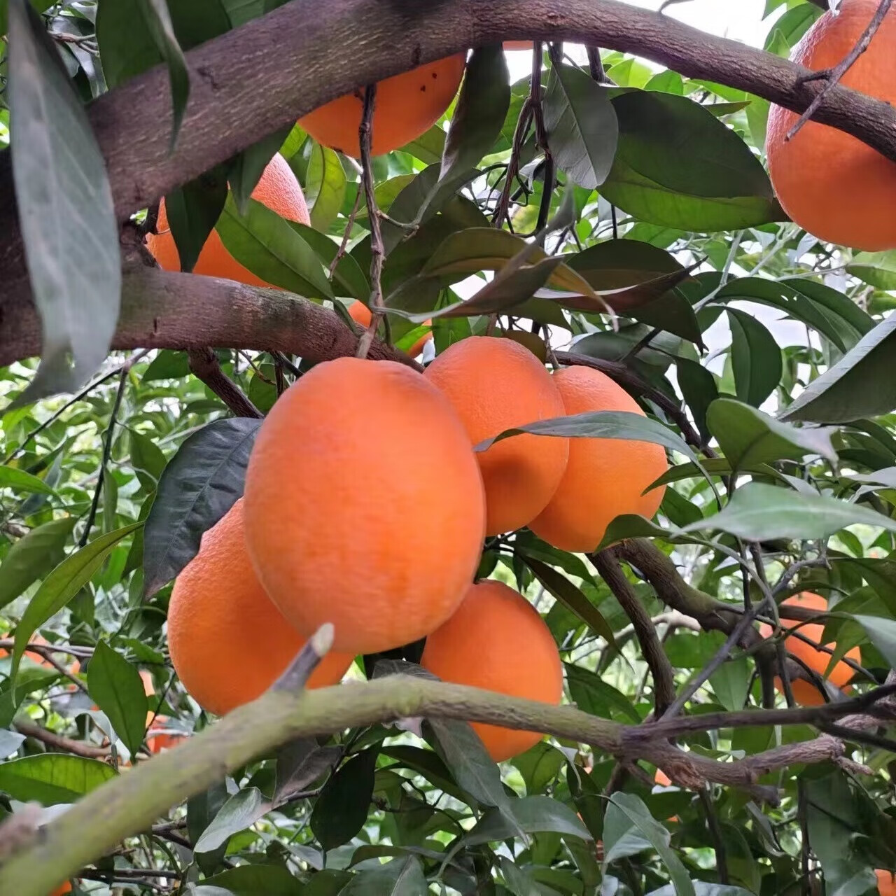 正宗奉节脐橙新鲜采摘当季高端产地直发送礼推荐 中果实惠装70-75mm 10斤正宗奉节脐橙净重9斤