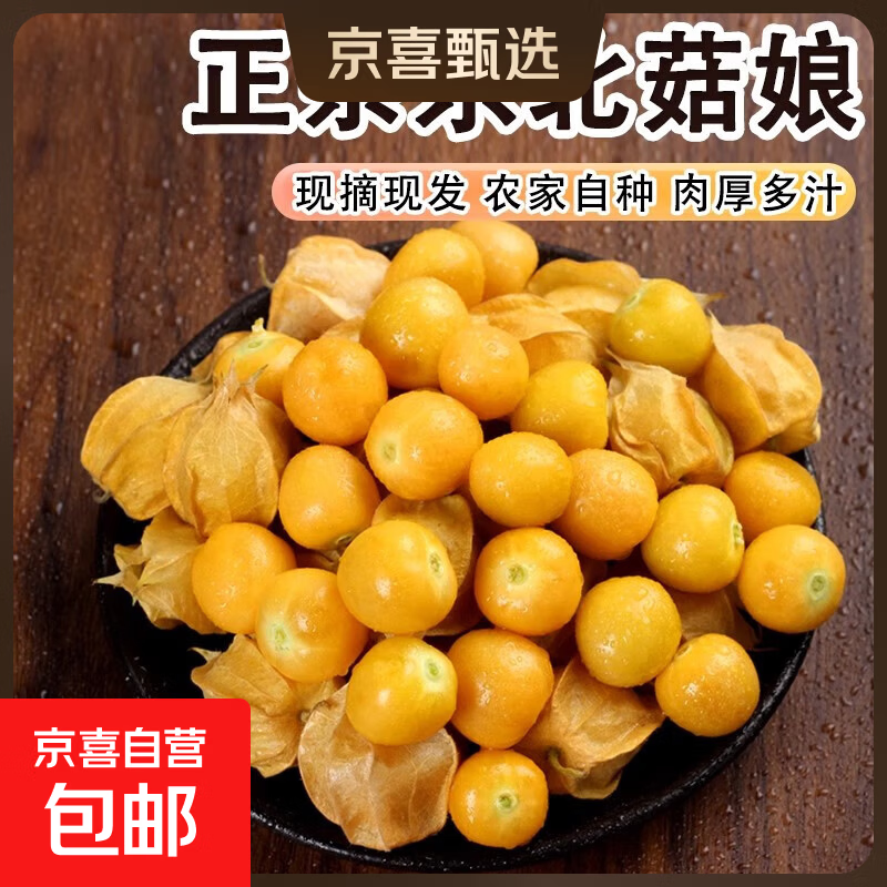 京喜加东北姑娘果东北特产灯笼果新鲜水果姑鸟黄菇娘果整箱现摘包邮 带箱1斤 【东北头茬】精选好果|香甜爆汁