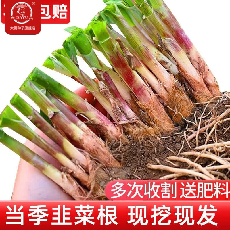 大禹韭菜根苗新根紫红根大叶韮菜移栽根种子四季寿光本地老品种蔬菜 寿光紫红根宽叶韭菜根苗100棵+肥