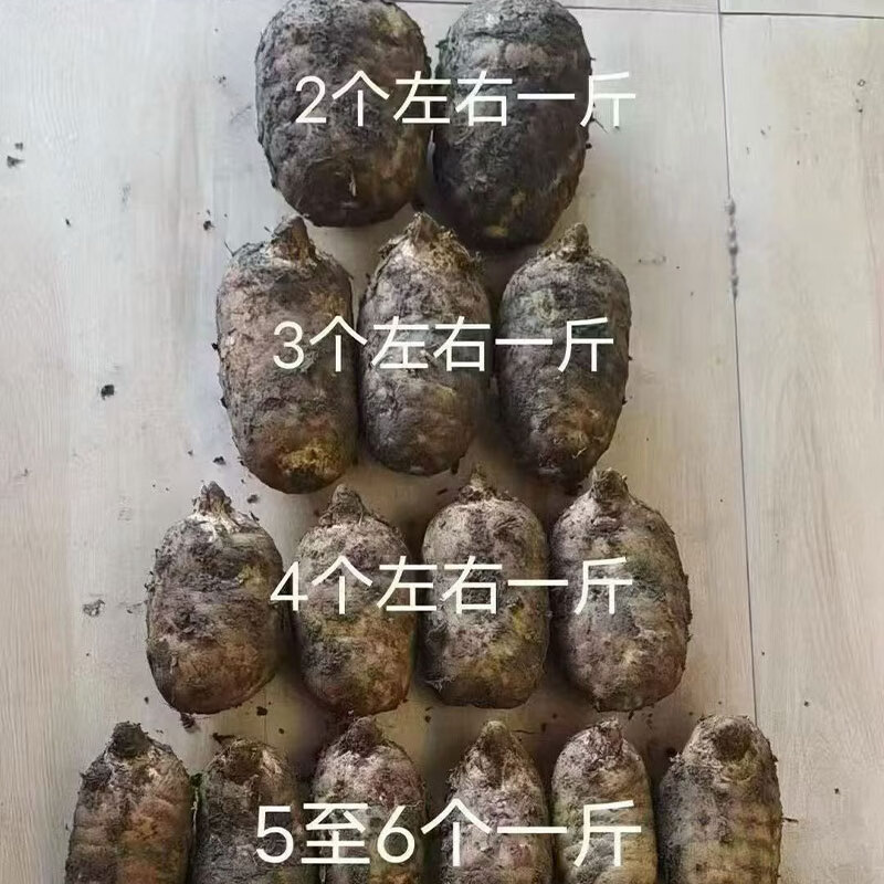 云南昭通小草坝新鲜天麻 高原天麻现挖 源头直发包邮 【特大果3斤礼盒】 2-3个/斤  1500g*1箱 精选特级麻