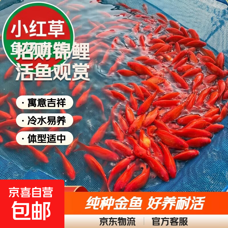 招财锦鲤鱼活鱼观赏鱼纯种金鱼大型黄金红白锦鲤好养耐活冷水淡水 1条草金4-6cm