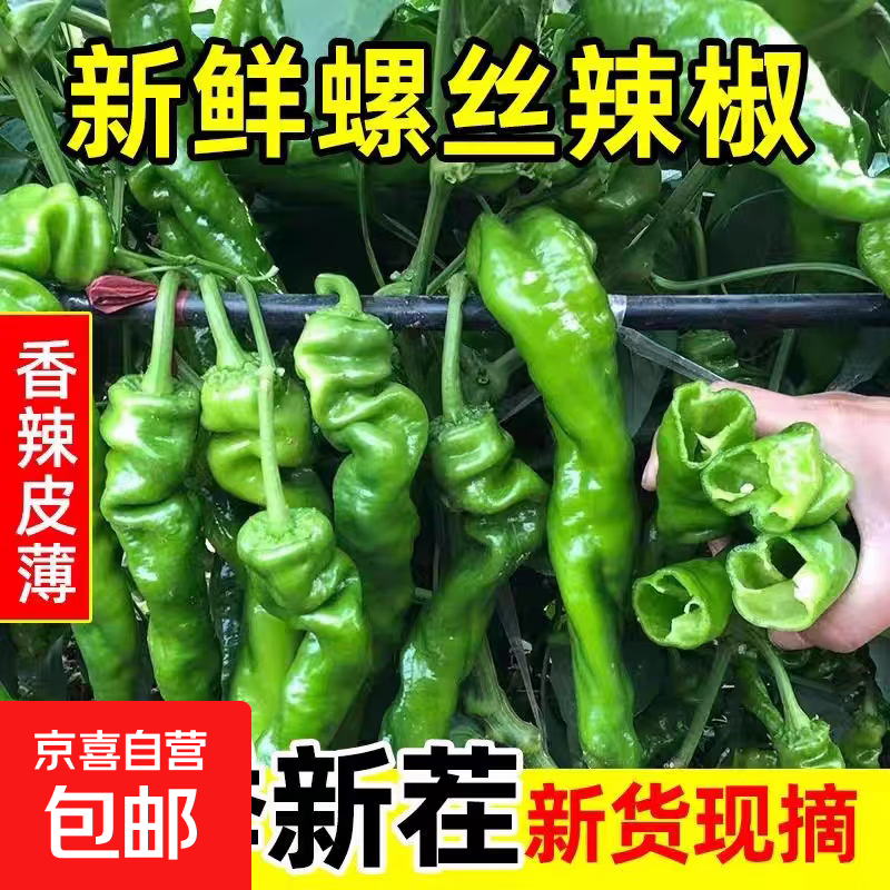 2.5现摘螺丝椒带箱2斤装 2.5元 - 86线报