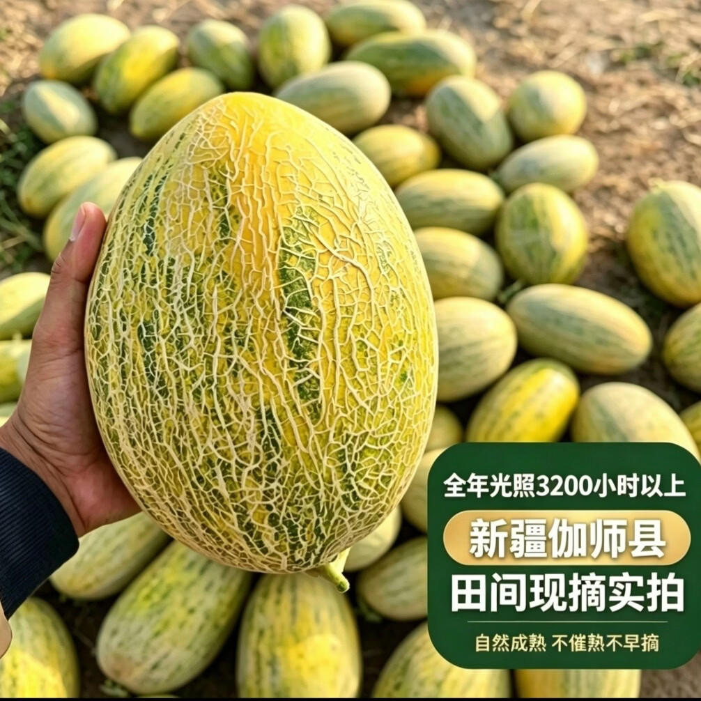 新疆伽师县八六王伽师瓜 产地现摘现发脆甜网纹甜瓜当季新鲜水果 13-16斤顺丰发货