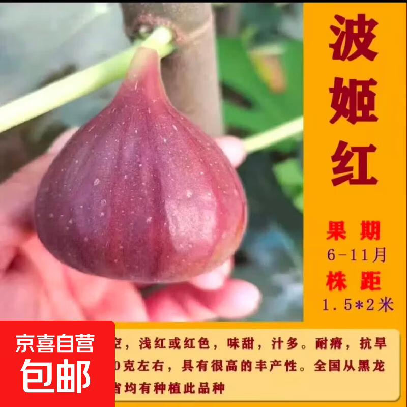无花果树果苗特大果波姬红矮化盆栽四季南方北方种植当年结果带土 波姬红 5年苗【当年结果】