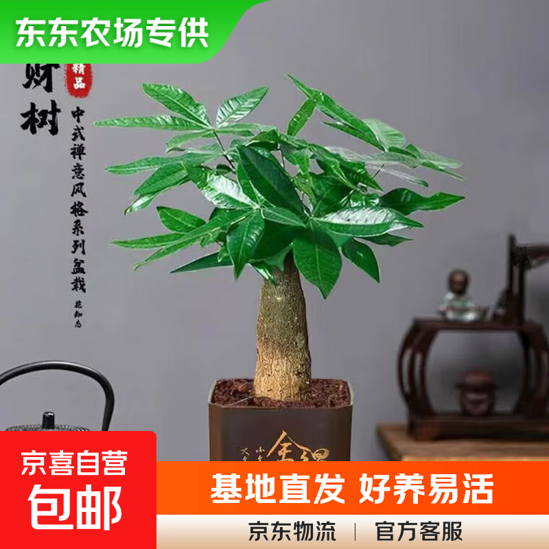 【东东农场专供】发财树盆栽吸甲醛好养净化空气办公室花卉绿植 单杆发财树+塑料四方舍得盆 整体高度约15-25cm，花盆直径约8cm