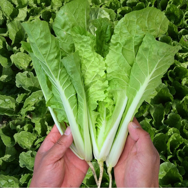 四季小白菜种籽快速生长20天采收蔬菜种子早熟菜种孑籽种阳台庭院 3包