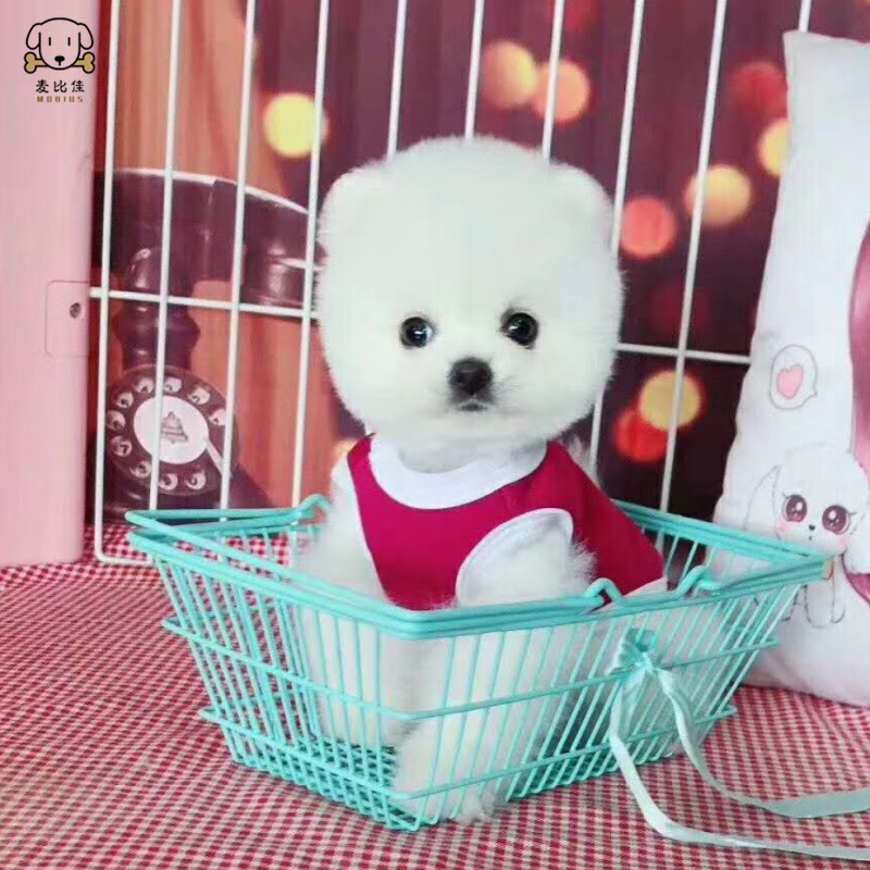 麦比佳-健康养宠新风,活体博美犬宠物狗狗纯种俊介犬哈多利球体长不大