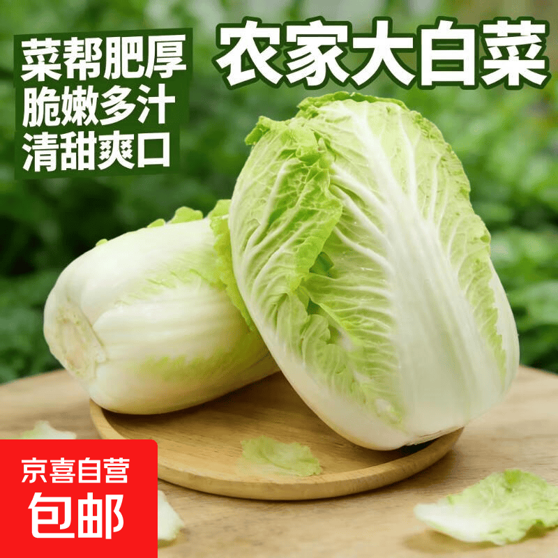 【东东买菜】山东寿光新鲜采摘大白菜地里农家自重地里现拔 大白菜9斤-10斤