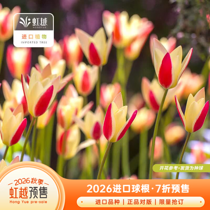 虹越2026新品进口原生郁金香种球庭院阳台盆栽种植球根花卉预售 【进口原生郁金香·10球】演员（球周长6-8cm）