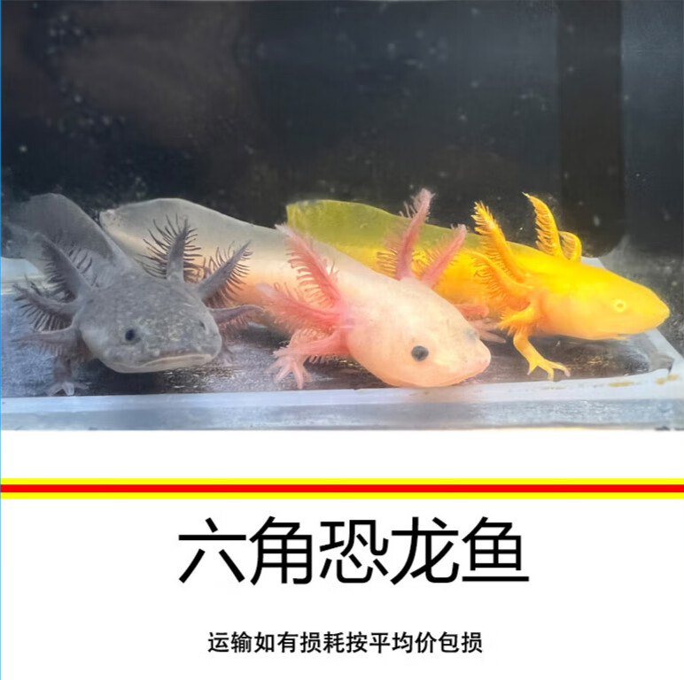 达泽侠六角恐龙鱼美西螈蝾螈冷水淡水鱼观赏好养宠物小鱼水族爬行