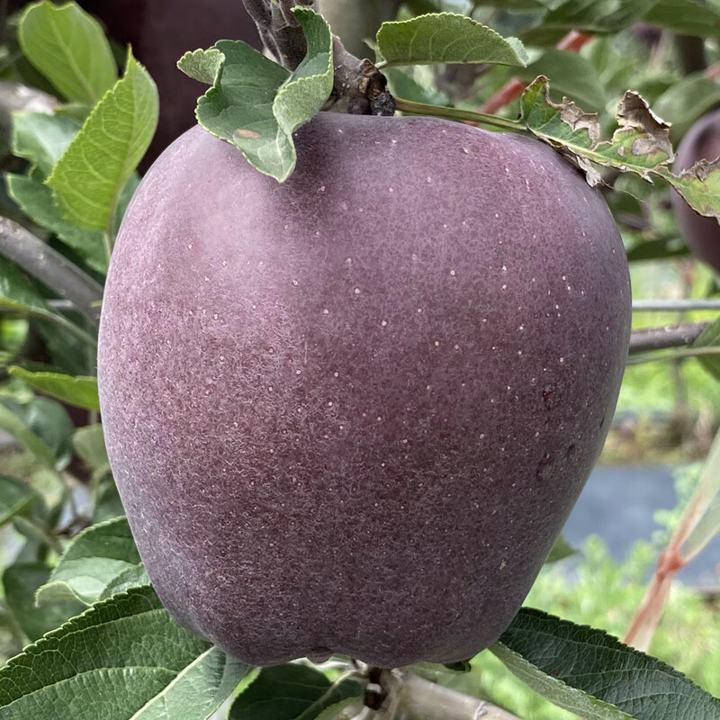 舅甜果蔬(现摘先发)云南邵通黑卡苹果 应当季水果 黑钻苹果 糖心脆甜