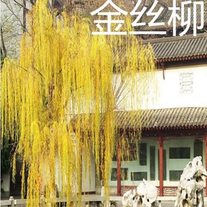 秋之果香 黄金柳 金丝垂柳 垂柳小苗 柳树枝条 垂杨柳树苗垂柳苗竹