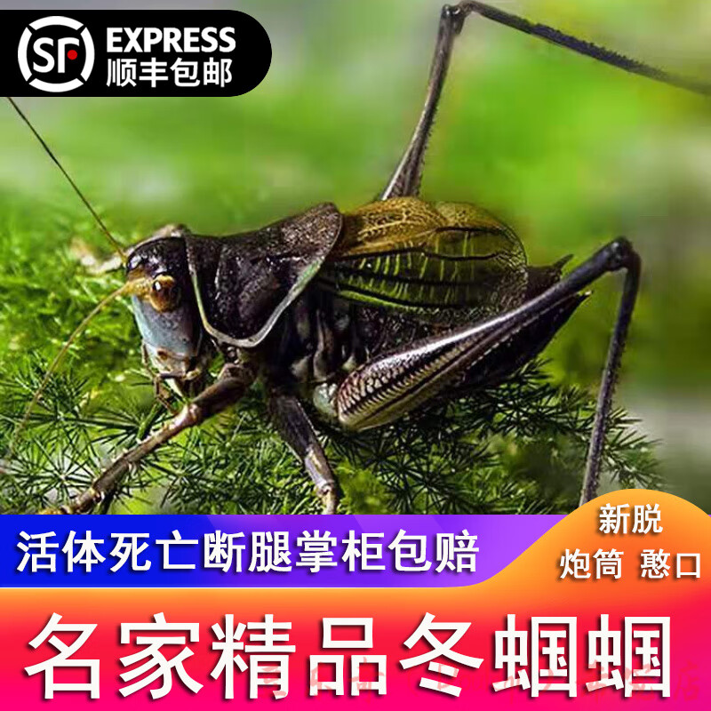 冬蝈蝈活鸣虫新脱铁皮山青平谷黑翡翠绿叫蝈蝈巨型大宠物昆虫 【掌柜