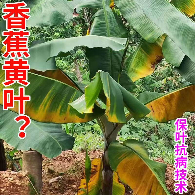 香蕉专用菌立清杀菌剂香蕉枯萎病黄叶病黑斑病黑星病叶斑病杀菌剂 抗