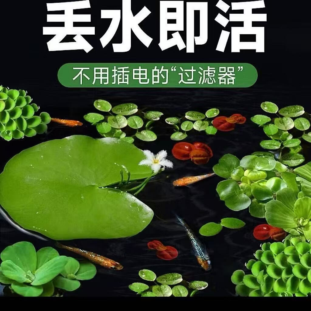 【花仙子】一叶莲水培无土好养办公室桌面鱼缸造景治愈系绿植A 【带花苞】焦虑盆+一叶莲+小鸭了 【带花苞】