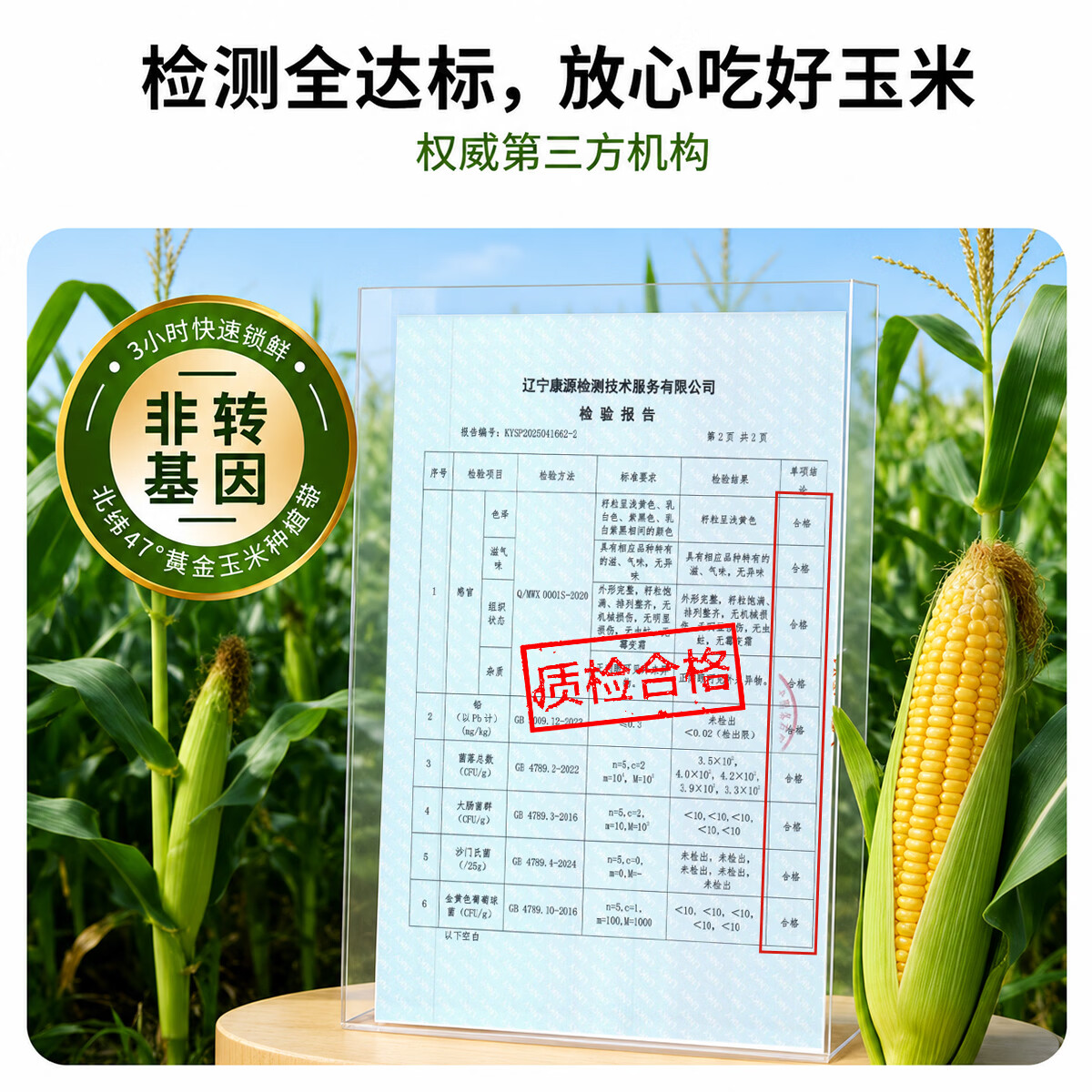 佟小满新鲜东北黄糯玉米棒甜苞米轻食代餐真空包装农科院推荐根茎类粗粮 整根黄糯玉米10棒 单根150-180g