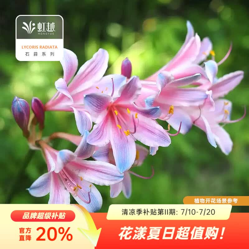虹越2026石蒜种球 庭院花园多年生曼珠沙华彼岸花球根花卉种球HN 【5球】粉蓝石蒜(换锦花) (周长8+cm)