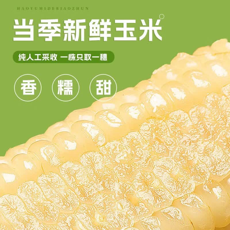 秋禾谷东北白糯玉米非即食苞米甜糯新鲜玉米棒真空包装非转基因 头茬白糯玉米10支 【单支200g以上】