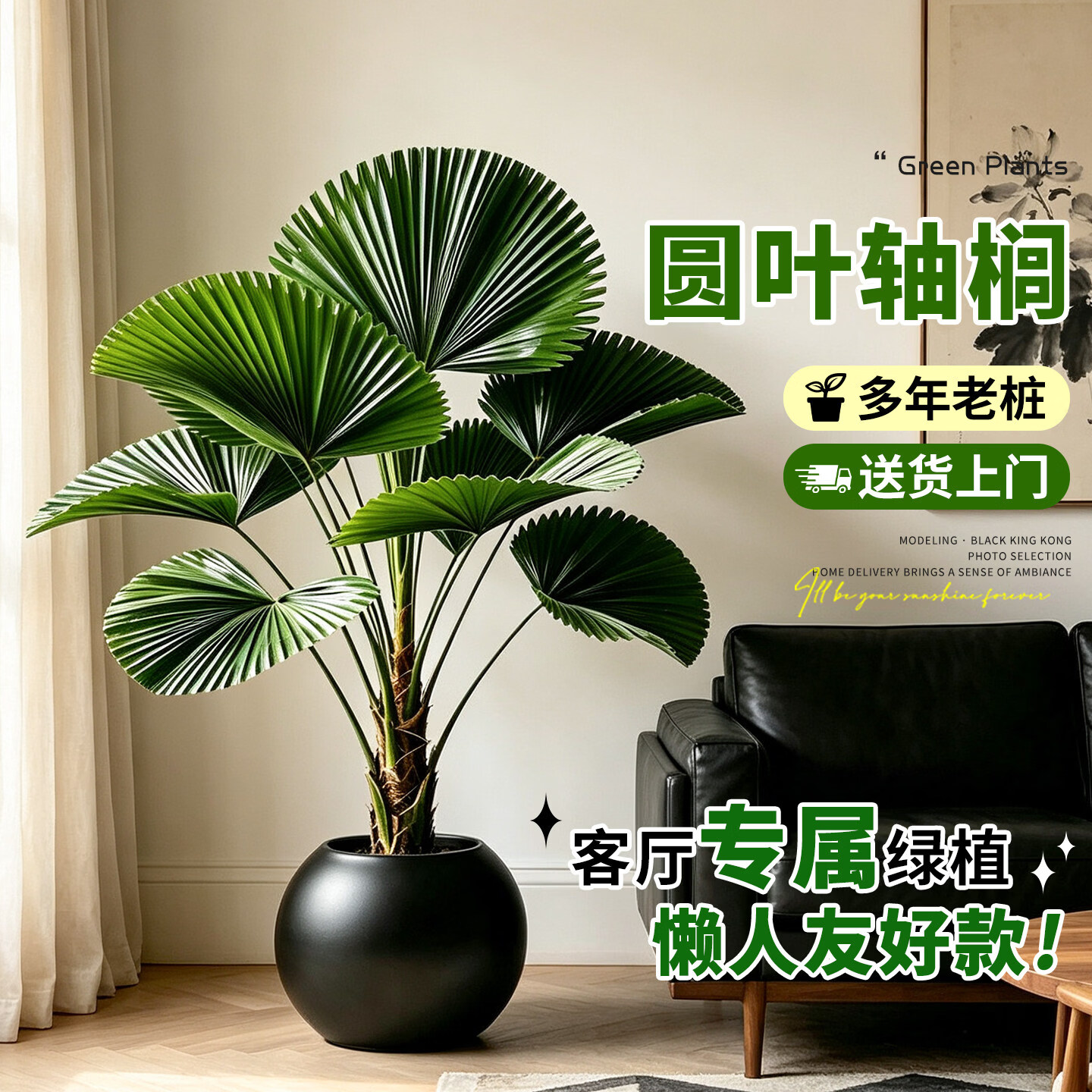 雅致圆叶轴榈轴棕室内绿植客厅大盆栽高级感办公室轻奢网红热带植物 移动托盘