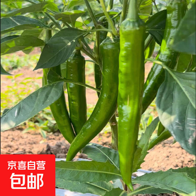 【现摘现发】河南正宗辣椒农家自种中辣新鲜尖椒薄皮辣味十足青椒 中辣尖椒净重1.8斤