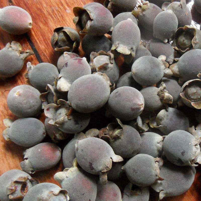 尚蔻【捻子泡酒】岗捻子干捻子果新鲜广西山捻子干养生滋补捻子泡酒