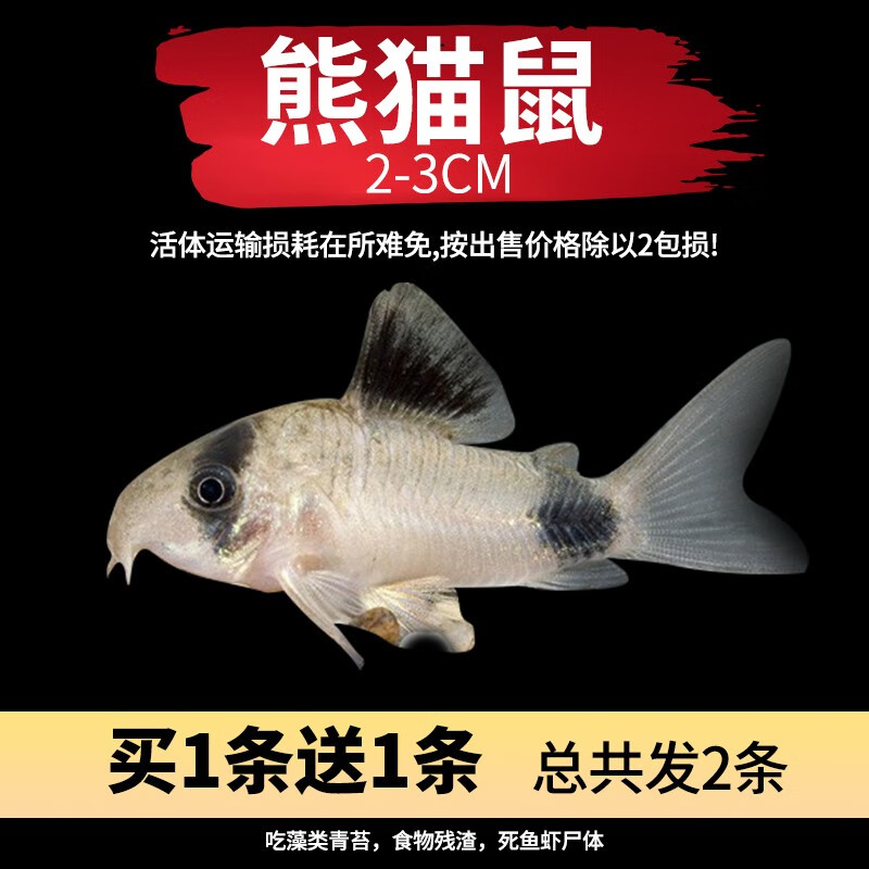 清洁鱼琵琶鼠垃圾鱼热带鱼观赏鱼大小型鱼活体好养金苔鼠黄金胡子鱼