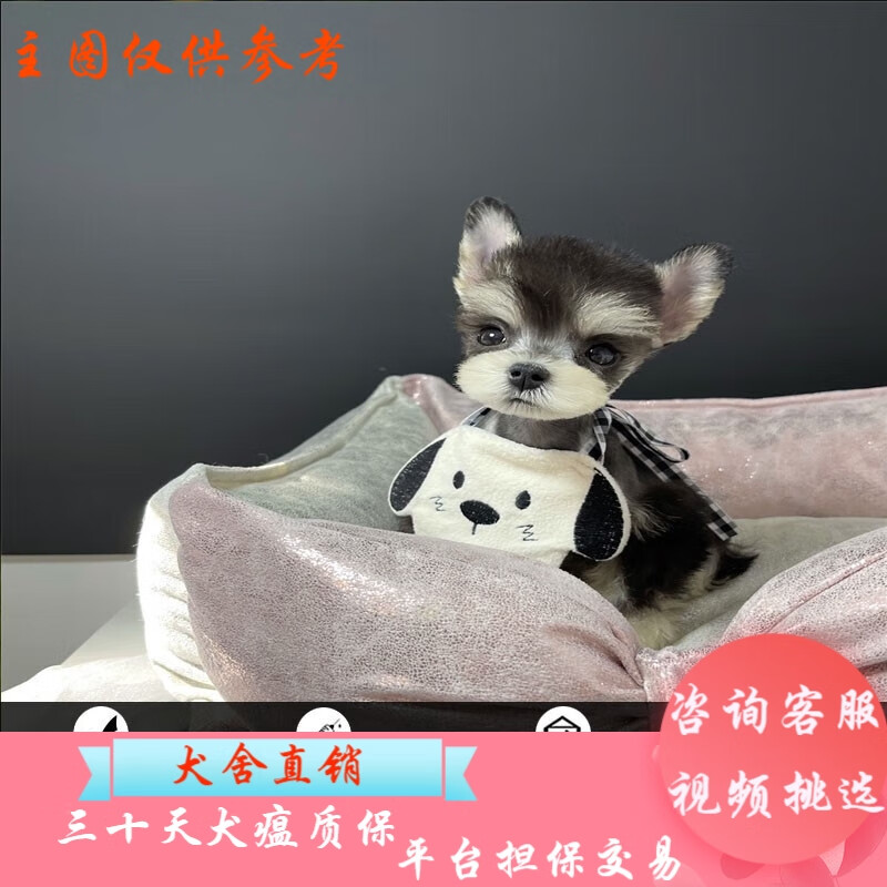 桓瑞宠物纯种宠物狗狗活体雪纳瑞幼犬幼崽椒盐色迷你茶杯体小型犬