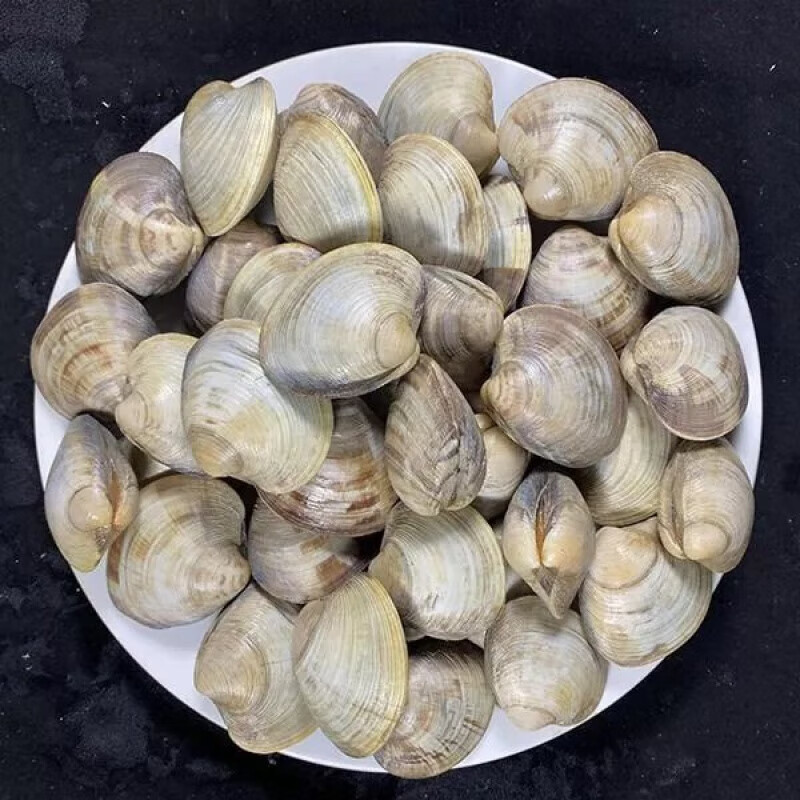 鞠昵鲜【5斤无沙】蛤蜊无泥沙新鲜鲜活花蛤肉美贝花甲大蛤蜊肉海鲜